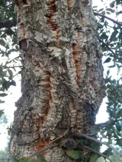Kurkeik (Quercus Suber) -Tuinplantenwinkel quercus suber 2 2