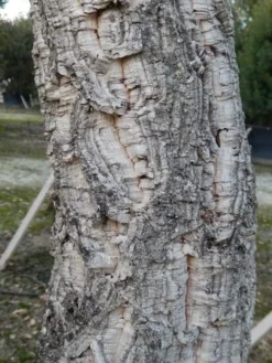 Kurkeik (Quercus Suber) -Tuinplantenwinkel quercus suber 3 2 2