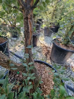 Kurkeik Meerstammig (Quercus Suber) -Tuinplantenwinkel quercus suber meerstammig 1 1