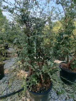 Kurkeik Meerstammig (Quercus Suber) -Tuinplantenwinkel quercus suber meerstammig 2 1