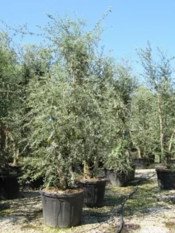 Kurkeik Meerstammig (Quercus Suber) -Tuinplantenwinkel quercus suber meerstammig 4 1