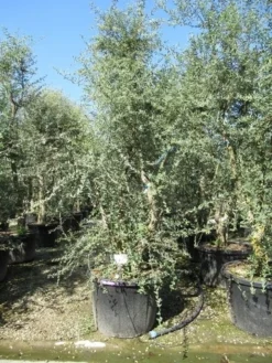 Kurkeik Meerstammig (Quercus Suber) -Tuinplantenwinkel quercus suber meerstammig 5 1
