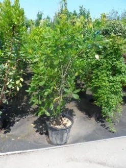 Oostenrijkse Eik (Quercus Turneri 'Pseudoturneri') -Tuinplantenwinkel quercus turneri pseudoturneri 125 150 175 c35