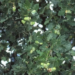 Zomereik, Bosplantsoen (Quercus Robur) -Tuinplantenwinkel qurobur 5