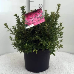 Japanse Azalea (Rhododendron 'Madame Van Hecke') -Tuinplantenwinkel r. aj mme van hecke c10 2