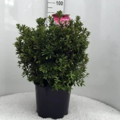 Japanse Azalea (Rhododendron 'Madame Van Hecke') -Tuinplantenwinkel r. aj mme van hecke c15 2