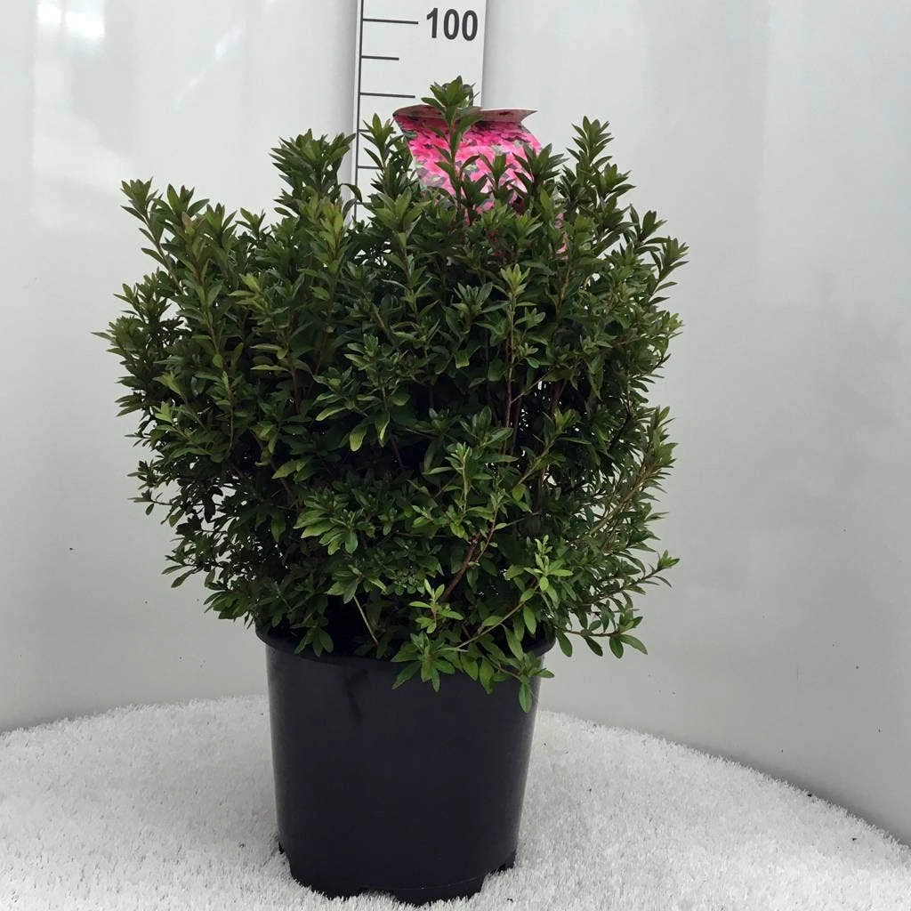 Japanse Azalea (Rhododendron 'Madame Van Hecke') 12 Japanse Azalea (Rhododendron 'Madame Van Hecke') - Afbeelding 12