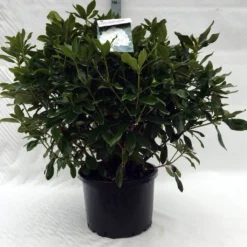 Rhododendron (Rhododendron 'Cunningham White') -Tuinplantenwinkel r. cunningh white c40 1