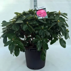 Rhododendron (Rhododendron 'Germania') -Tuinplantenwinkel r. germania c30