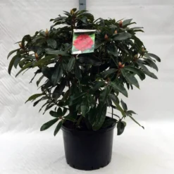 Rhododendron (Rhododendron 'Halfdan Lem') -Tuinplantenwinkel r. halfdan lem c40 1