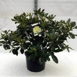 Rhododendron (Rhododendron 'Horizon Monarch') -Tuinplantenwinkel r. horizon monarch c40 1