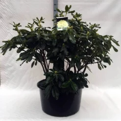 Rhododendron (Rhododendron 'Horizon Monarch') -Tuinplantenwinkel r. horizon monarch c80 1