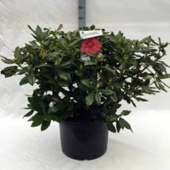 Rhododendron (Rhododendron 'Lord Roberts') -Tuinplantenwinkel r. lord roberts c40