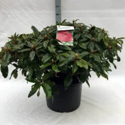 Rhododendron (Rhododendron 'Marie Forte') -Tuinplantenwinkel r. marie forte c40 2