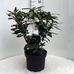Rhododendron (Rhododendron 'Madame Masson') -Tuinplantenwinkel r. mme masson c10 50 cm 2