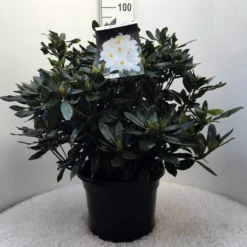 Rhododendron (Rhododendron 'Madame Masson') -Tuinplantenwinkel r. mme masson c20 1