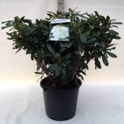 Rhododendron (Rhododendron 'Madame Masson') -Tuinplantenwinkel r. mme masson c30
