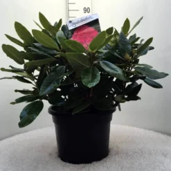 Rhododendron (Rhododendron 'American Beauty') -Tuinplantenwinkel r. p.a. beauty c20 1