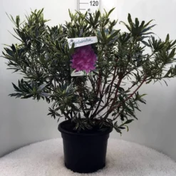 Bosrhododendron (Rhododendron Ponticum 'Variegatum') -Tuinplantenwinkel r. pont. variegatum c20