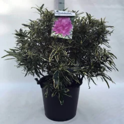 Bosrhododendron (Rhododendron Ponticum 'Variegatum') -Tuinplantenwinkel r. pont. variegatum c30