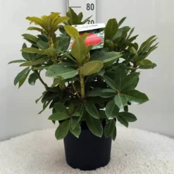 Rhododendron (Rhododendron 'Red Jack') -Tuinplantenwinkel r. red jack c10 50 cm
