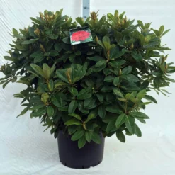 Rhododendron (Rhododendron 'Red Jack') 36 Rhododendron (Rhododendron 'Red Jack') -Tuinplantenwinkel r. red jack c40 2
