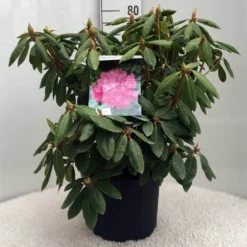 Rhododendron (Rhododendron 'Roseum Elegans') -Tuinplantenwinkel r. roseum elegans c10 50 cm