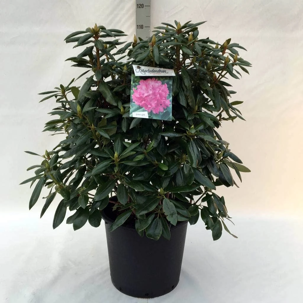 Rhododendron (Rhododendron 'Roseum Elegans') 11 Rhododendron (Rhododendron 'Roseum Elegans') - Afbeelding 11