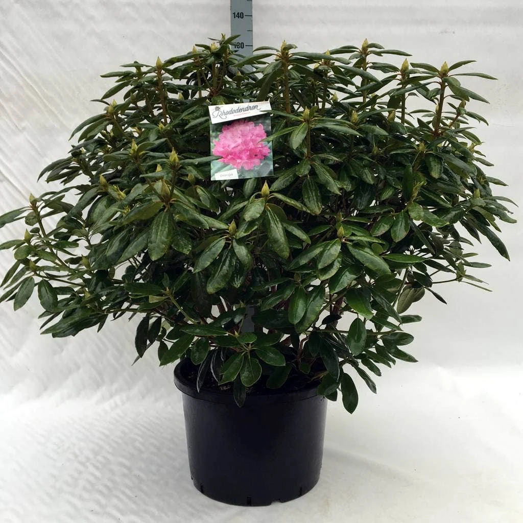 Rhododendron (Rhododendron 'Roseum Elegans') 14 Rhododendron (Rhododendron 'Roseum Elegans') - Afbeelding 14