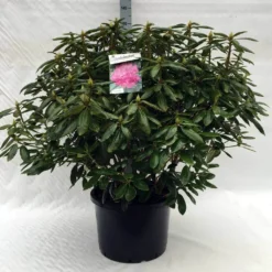 Rhododendron (Rhododendron 'Roseum Elegans') -Tuinplantenwinkel r. roseum elegans c40