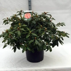 Rhododendron (Rhododendron 'Virginia Richards') 18 Rhododendron (Rhododendron 'Virginia Richards') -Tuinplantenwinkel r. virginia richards c40 1