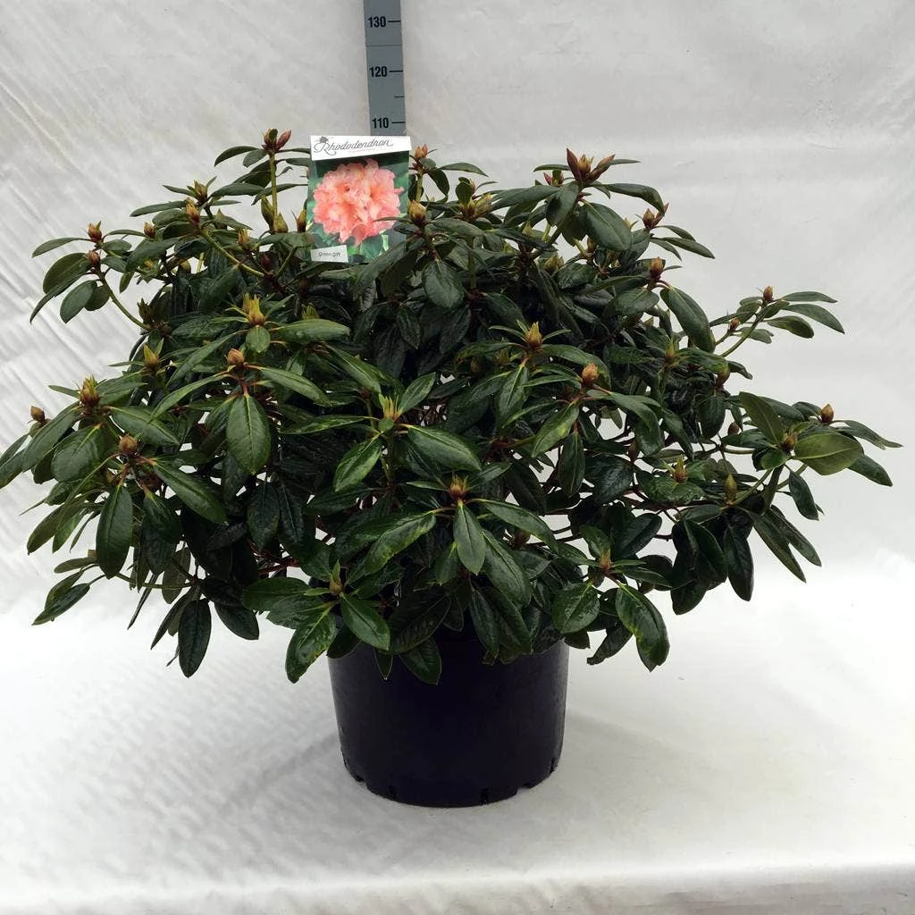 Rhododendron (Rhododendron 'Virginia Richards') 8 Rhododendron (Rhododendron 'Virginia Richards') - Afbeelding 8