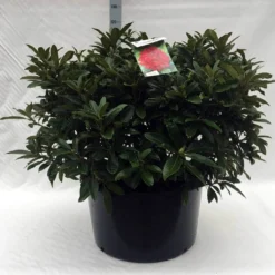 Rhododendron (Rhododendron 'Wilgen's Ruby') -Tuinplantenwinkel r. wilgens ruby c80 1