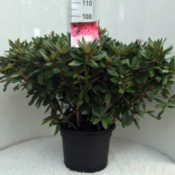 Rhododendron (Rhododendron 'Winsome') -Tuinplantenwinkel r. winsome c20
