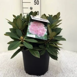 Dwergrhododendron (Rhododendron 'Dreamland') -Tuinplantenwinkel r. y dreamland c5 1