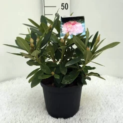 Rhododendron (Rhododendron 'Percy Wiseman') -Tuinplantenwinkel r. y percy wiseman c5