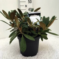 Dwergrhododendron (Rhododendron 'Porzellan') -Tuinplantenwinkel r. y porzelan c5 1