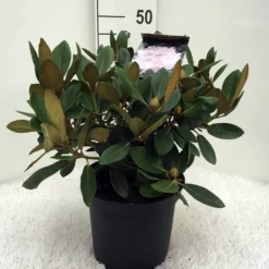 Dwergrhododendron (Rhododendron 'Silberwolke') 5 Dwergrhododendron (Rhododendron 'Silberwolke') -Tuinplantenwinkel r. y silberwolke c5 1