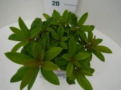 Rhododendron (Rhododendron 'Red Jack') -Tuinplantenwinkel red jack c2 boven