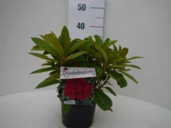 Rhododendron (Rhododendron 'Red Jack') -Tuinplantenwinkel red jack c2 voor
