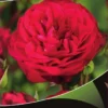 Stamroos (Rosa 'Red Meilove')