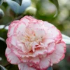 Camelia (Camellia Japonica 'Margaret Davis')