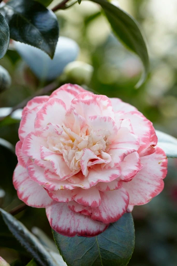 Camelia (Camellia Japonica 'Margaret Davis') 1 Camelia (Camellia Japonica 'Margaret Davis')