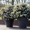 Sneeuwbal Als Bolvorm (Viburnum Tinus 'Eve Price')