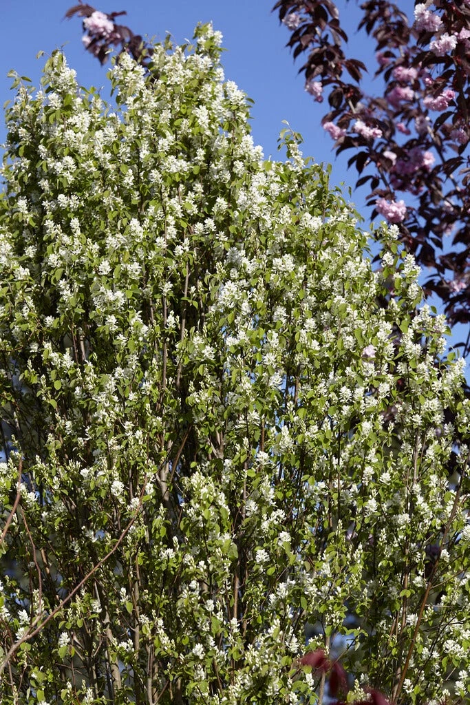 Zuilvormige Krentenboom (Amelanchier Alnifolia 'Obelisk') 2 Zuilvormige Krentenboom (Amelanchier Alnifolia 'Obelisk') - Afbeelding 2