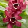 Specerijstruik (Calycanthus 'Aphrodite')
