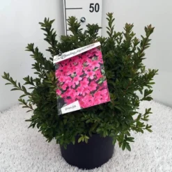 Japanse Azalea (Rhododendron 'Madame Van Hecke') -Tuinplantenwinkel rh. aj mme van hecke c10 2