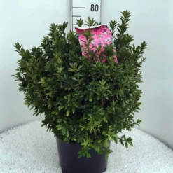 Japanse Azalea (Rhododendron 'Madame Van Hecke') -Tuinplantenwinkel rh. aj mme van hecke c15 2