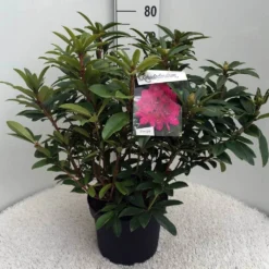 Rhododendron (Rhododendron 'Anah Kruschke') -Tuinplantenwinkel rh. anah kruschke c10 50 cm 1