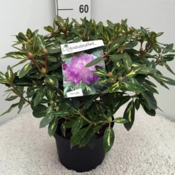 Rhododendron (Rhododendron 'Goldflimmer') -Tuinplantenwinkel rh. goldflimmer c10 50 cm